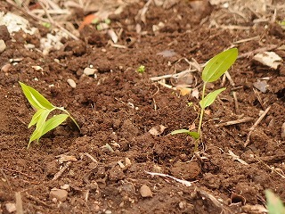 ナナカマドの花言葉_a0388064_21532128.jpg