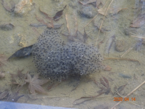 園庭で「春」を発見✿_c0352066_16581983.jpg