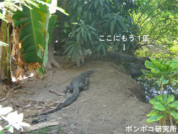 オオトカゲ ポンポコ研究所 オオトカゲ ポンポコ研究所
