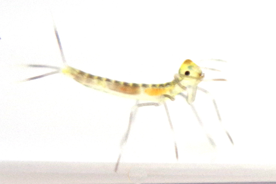 アオイトトンボ成長記 -その1-_e0167571_1823520.jpg