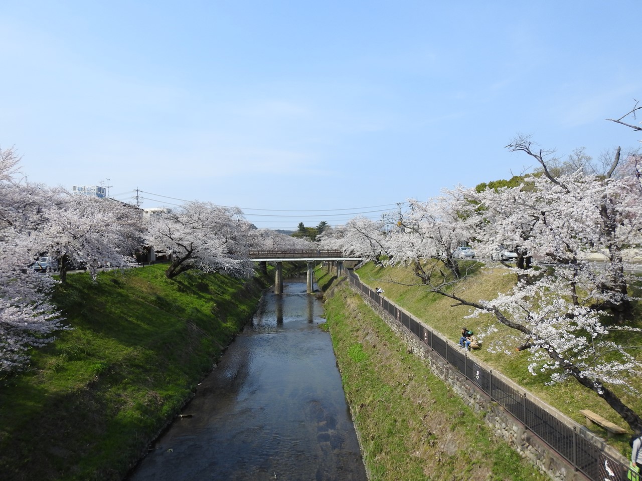 新境川堤の桜並木 百十郎桜 と鉄道と鳥達 自然風の自然風だより 新境川堤の桜並木 百十郎桜 と鉄道と鳥達 自然風の自然風だより