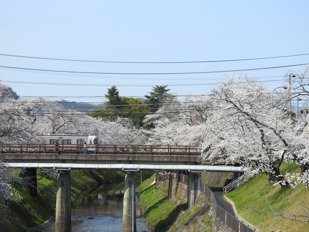 新境川堤の桜並木 百十郎桜 と鉄道と鳥達 自然風の自然風だより 新境川堤の桜並木 百十郎桜 と鉄道と鳥達 自然風の自然風だより