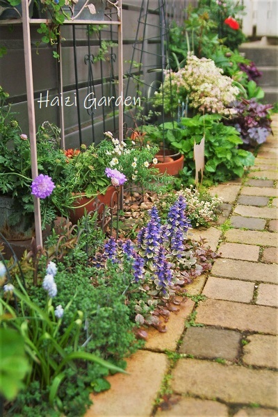 アジュガ 決して褒められない工夫 ハイジの玄関先ガーデン エピソード２