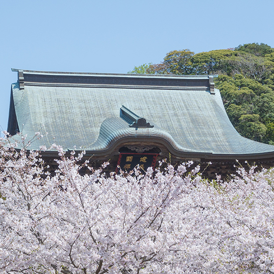 鎌倉 建長寺の桜 エーデルワイスphoto 鎌倉 建長寺の桜 エーデルワイスphoto