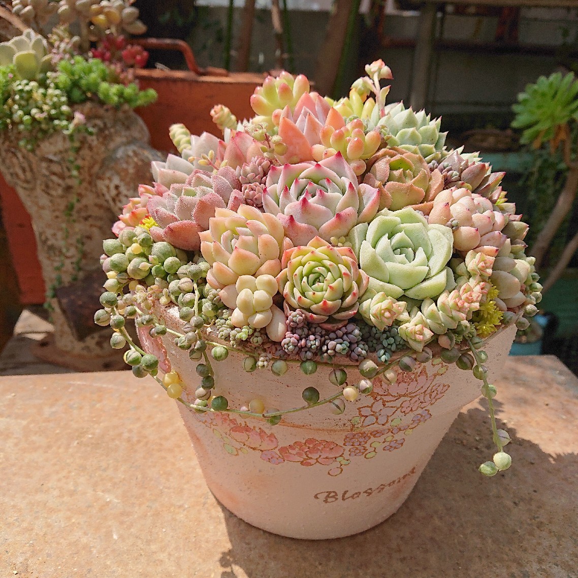 22正規激安 多肉植物 寄せ植え 大きい 植物 観葉植物 Alrc Asia