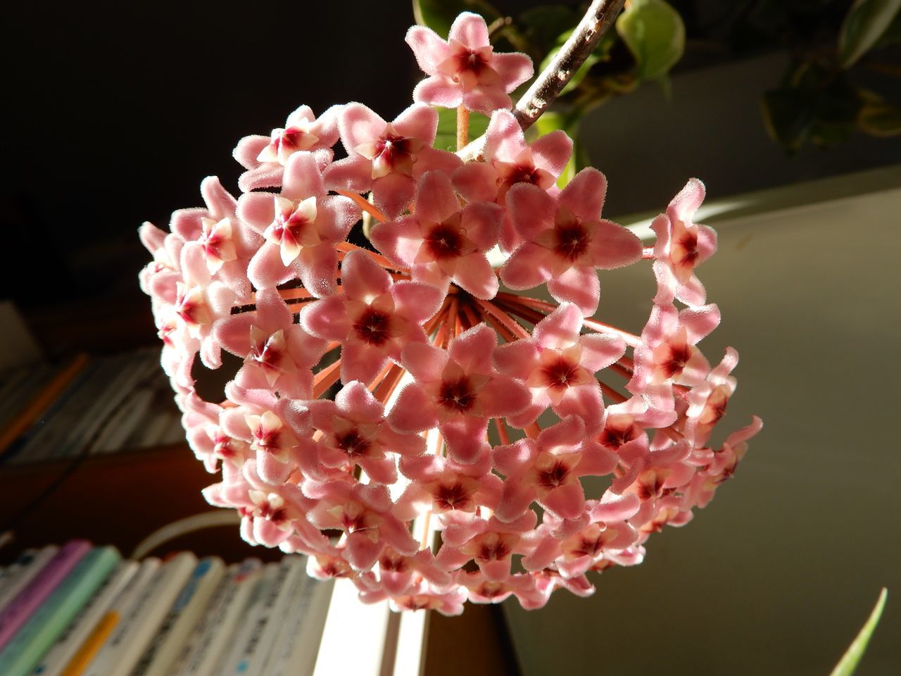ホヤの春_c0025115_22202465.jpg