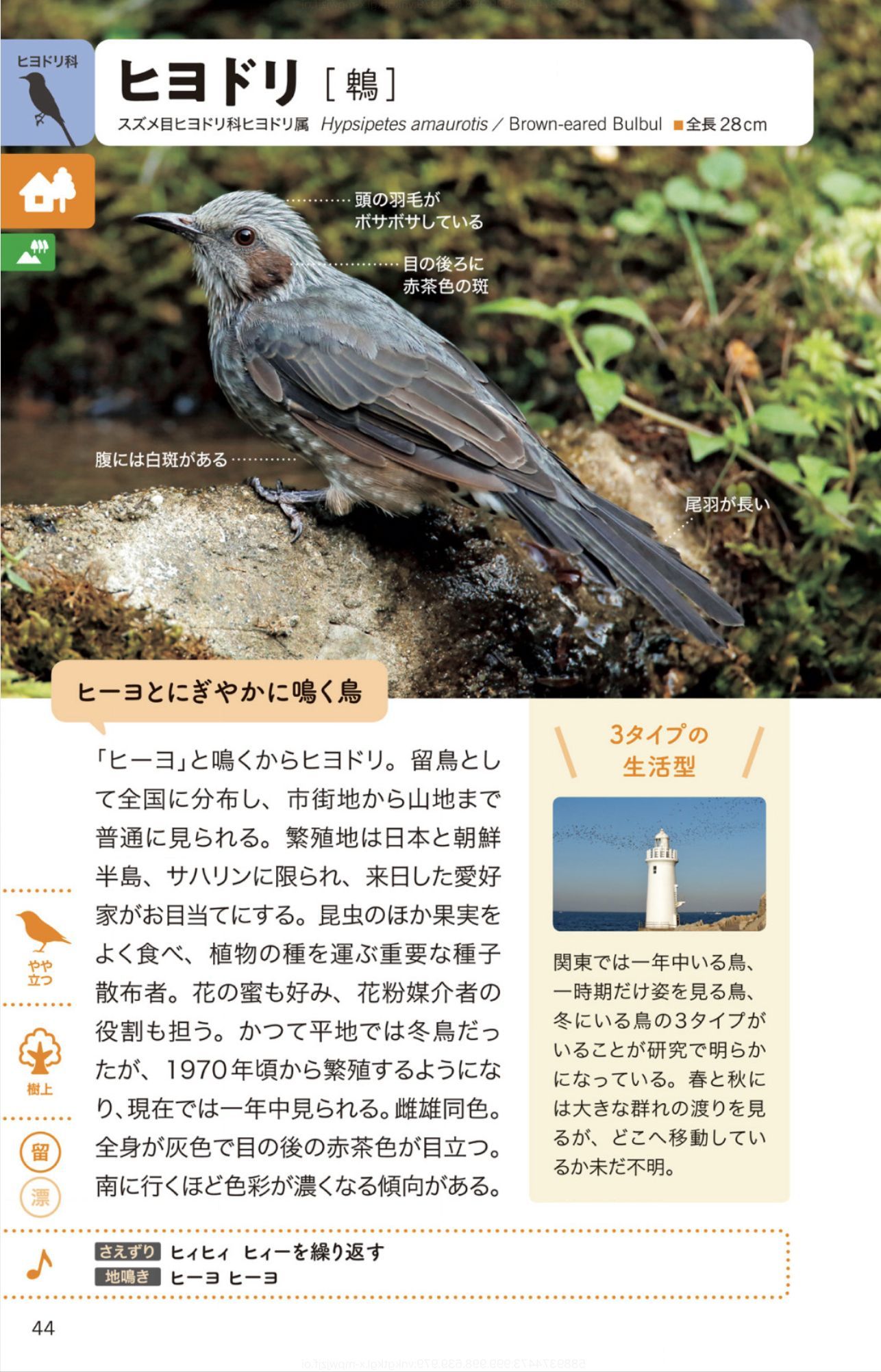 ホヤの春_c0025115_22235543.jpg