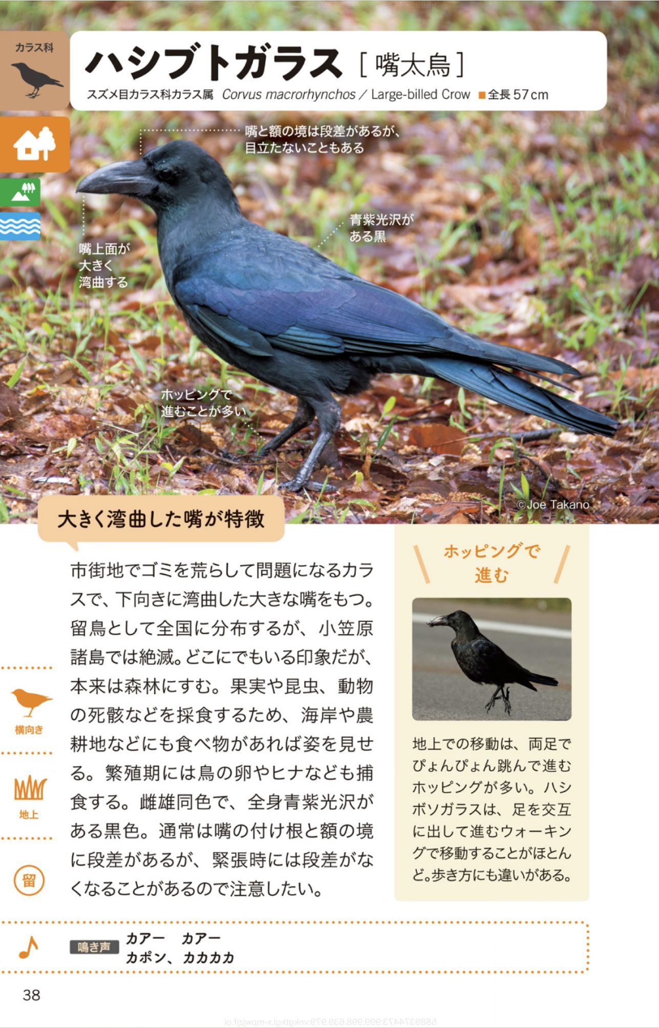 ホヤの春_c0025115_22295253.jpg