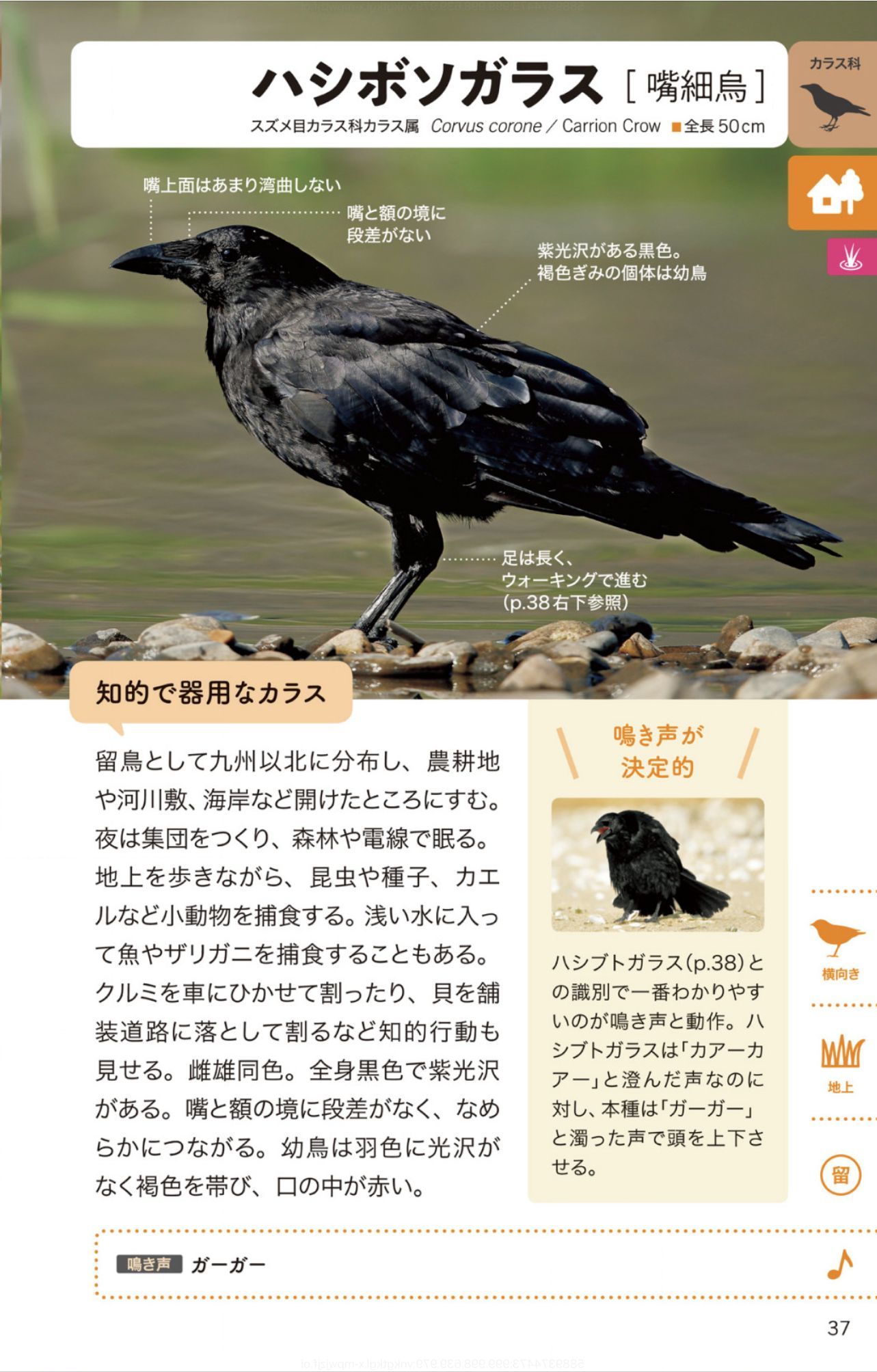 ホヤの春_c0025115_22295691.jpg