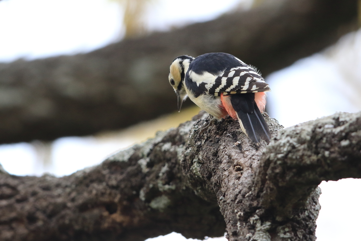 アカゲラ 頭上のメス_f0369315_20333600.jpg