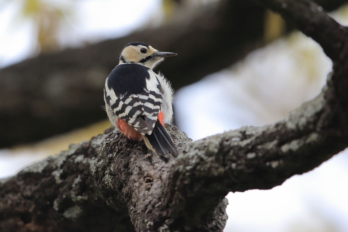 アカゲラ 頭上のメス_f0369315_20333644.jpg