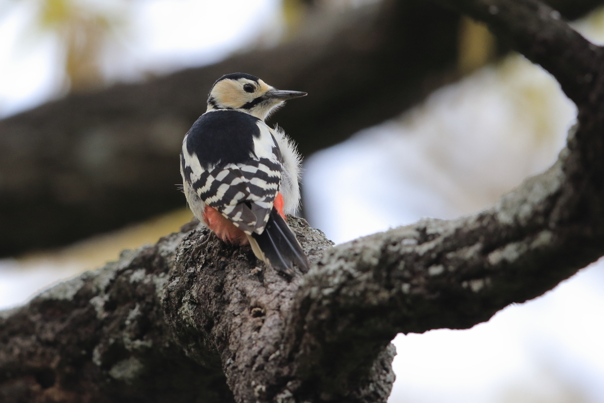 アカゲラ　頭上のメス_f0369315_20333644.jpg