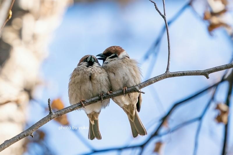 スズメの夫婦 ジャコの 毎日 好きな事 やってます スズメの夫婦 ジャコの 毎日 好きな事 やってます