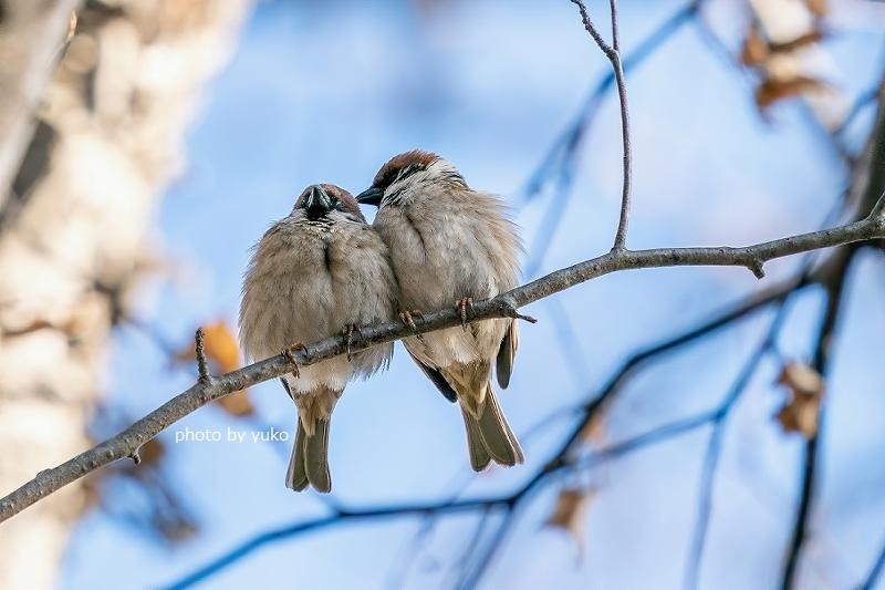 スズメの夫婦 ジャコの 毎日 好きな事 やってます スズメの夫婦 ジャコの 毎日 好きな事 やってます