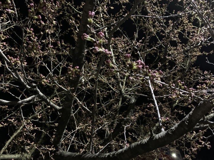 弘前のさくら_b0150120_13214514.jpg