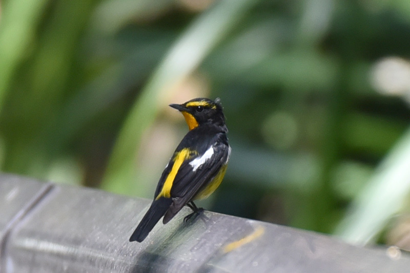 4月は渡り鳥の季節 日々なにかしらある