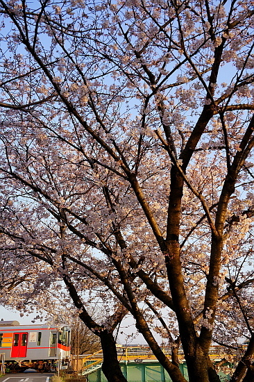 4月4日 桜と菜の花に彩られる列車たち_f0037227_20451623.jpg