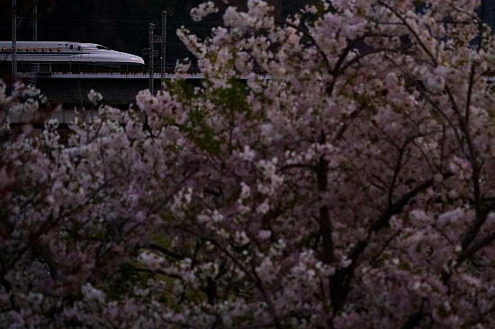 4月4日 桜と菜の花に彩られる列車たち_f0037227_20451630.jpg