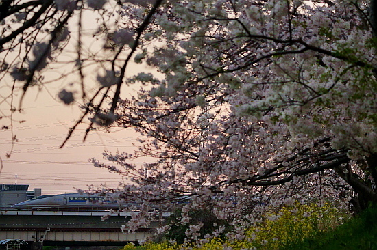 4月4日 桜と菜の花に彩られる列車たち_f0037227_20451646.jpg