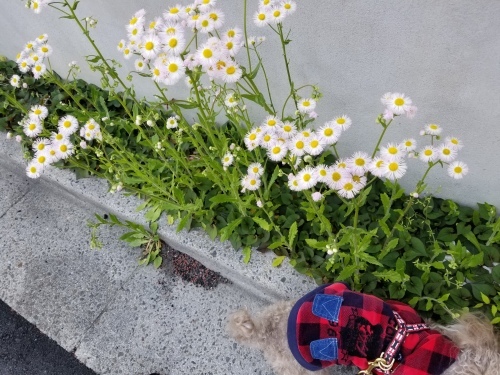 不当に低く評価されてきた社会の真の屋台骨 _e0016828_10532379.jpg