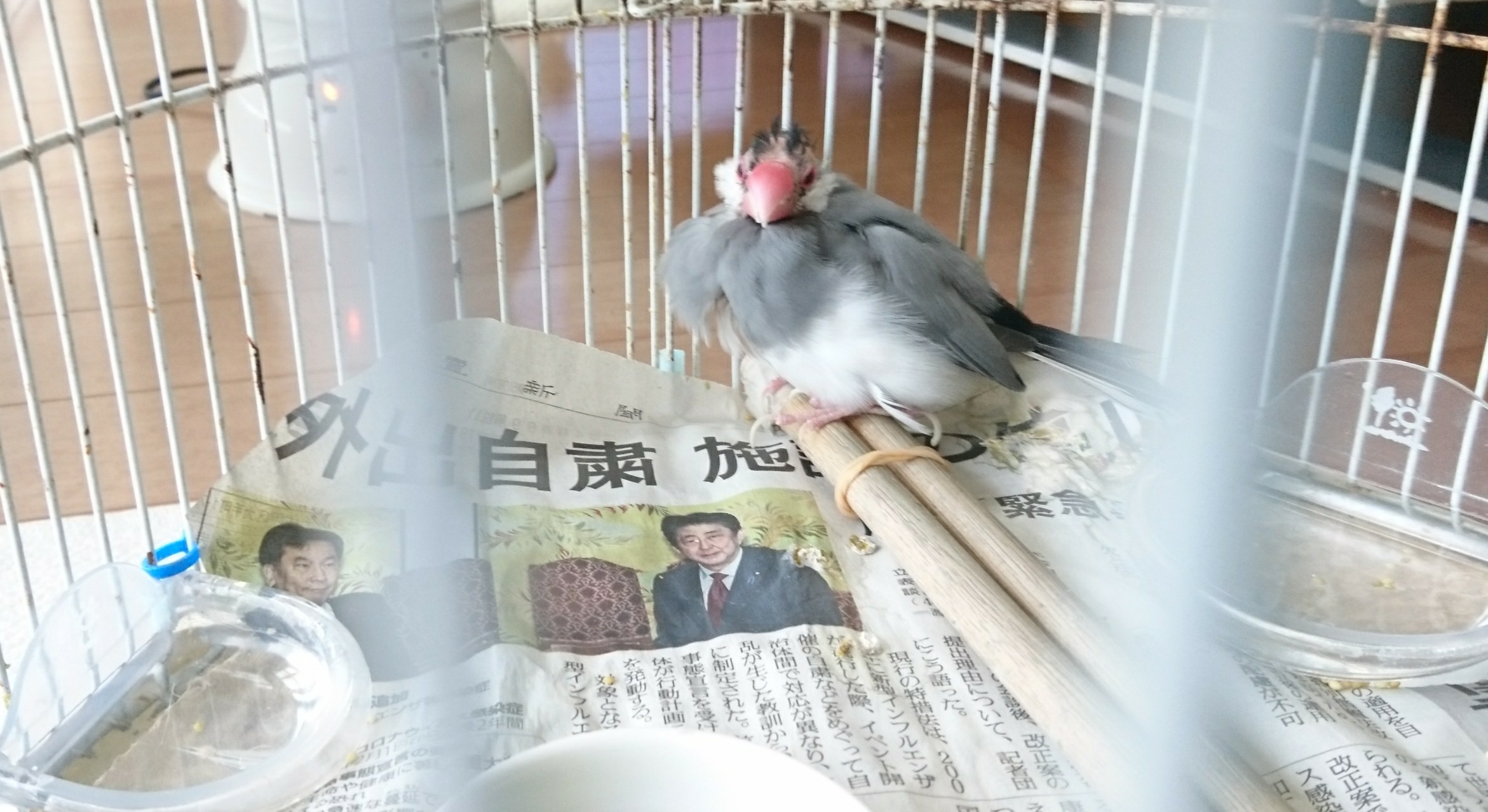 最近の文鳥 おうち日記 最近の文鳥 おうち日記