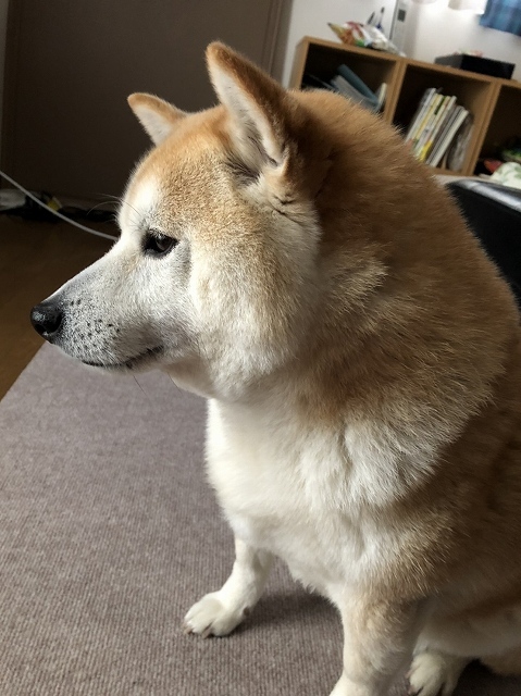 私は犬になりたい　２_e0374932_05461251.jpg