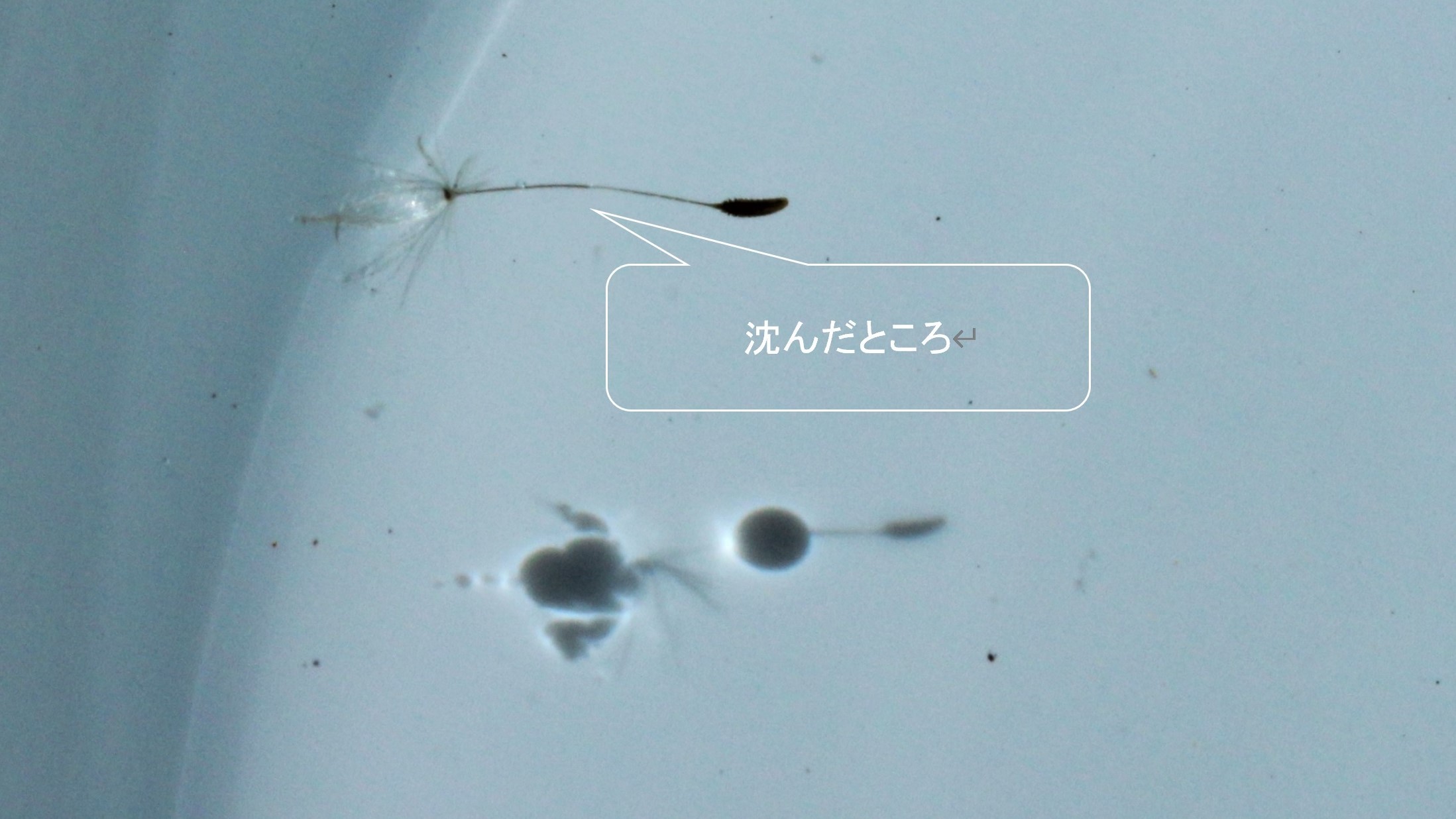 あめんぼ 赤いな アイウエオ 続き ぽつぽつ山レポ ときどき休み ところにより道草 あめんぼ 赤いな アイウエオ 続き ぽつぽつ山レポ ときどき休み ところにより道草