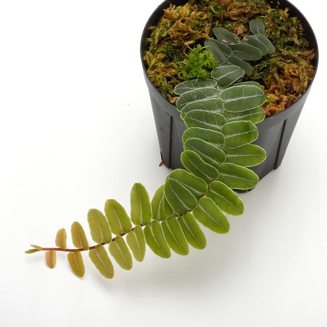 New arrival plants | マルクグラビア、サウバゲシア、ジュエルオーキッドなどなど、と新型コロナウイルス : ZERO PLANTS  / BLOG