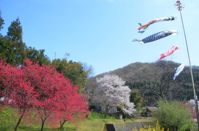 花桃 満開_c0202242_17443802.jpg