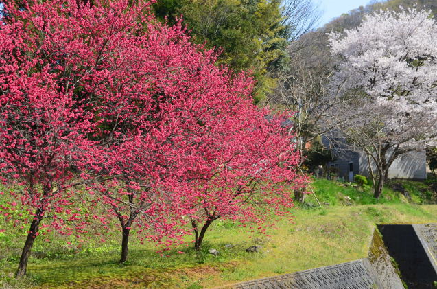 花桃 満開_c0202242_17445925.jpg
