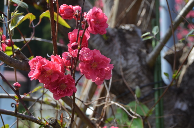 花桃 満開_c0202242_17453899.jpg
