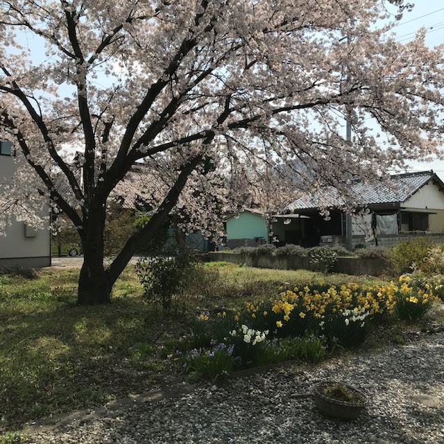 桜吹雪_e0226943_23155239.jpg