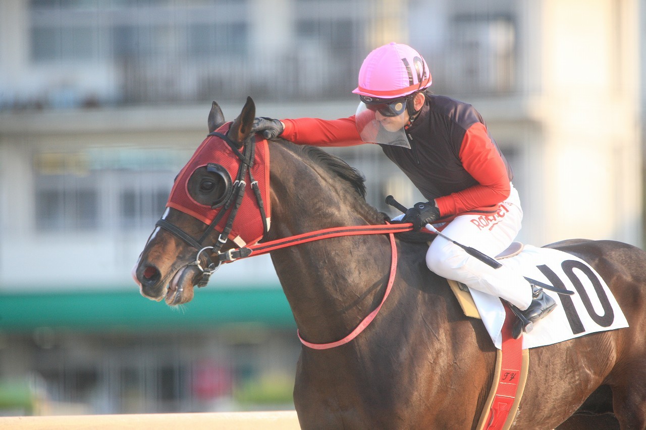 園田競馬写真館 ここがゴール