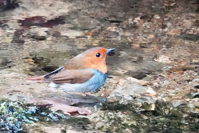野鳥トレ 202 コマドリ2_b0227552_20274845.jpg