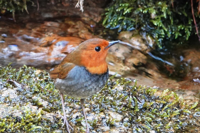 野鳥トレ 202 コマドリ2_b0227552_20274856.jpg