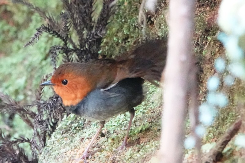 野鳥トレ 202 コマドリ2_b0227552_20275066.jpg