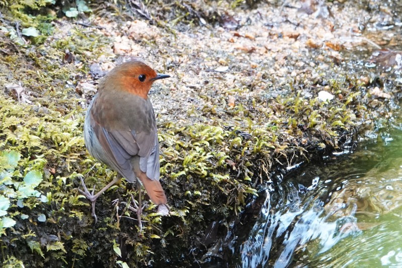 野鳥トレ 202 コマドリ2_b0227552_20275070.jpg