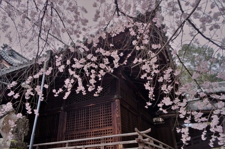 向日神社の桜とひょっとこ踊り_b0063958_10591808.jpg