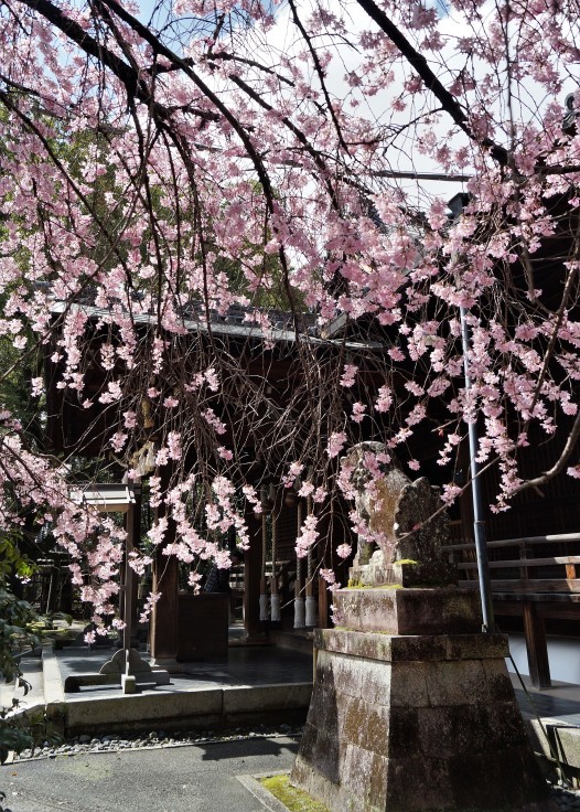 向日神社の桜とひょっとこ踊り_b0063958_11003107.jpg