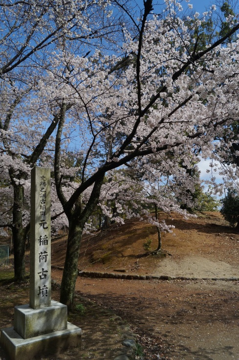 史跡乙訓古墳群 元稲荷古墳と桜_b0063958_14065746.jpg