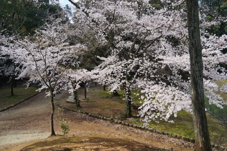 史跡乙訓古墳群 元稲荷古墳と桜_b0063958_14100532.jpg