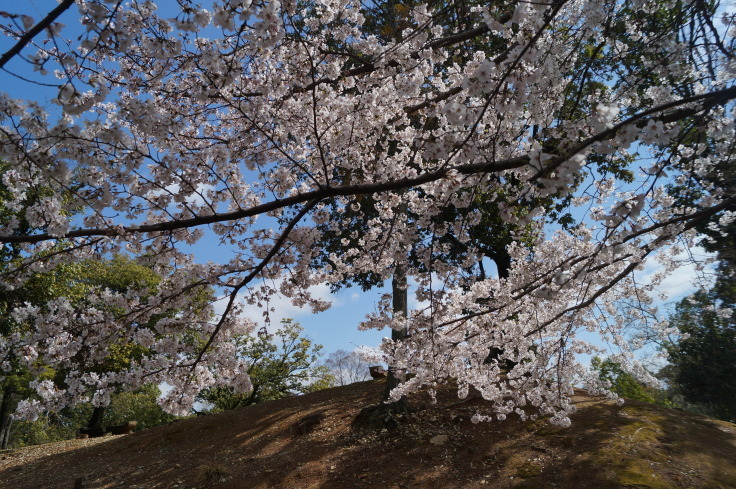 史跡乙訓古墳群 元稲荷古墳と桜_b0063958_14114390.jpg