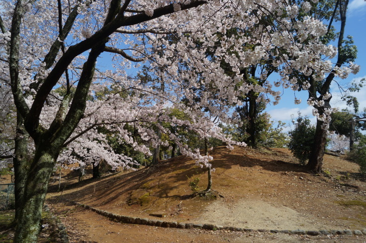 史跡乙訓古墳群 元稲荷古墳と桜_b0063958_14125895.jpg