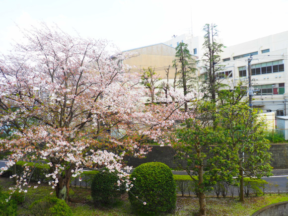 2020.04.15の風景_d0148062_11585232.jpg