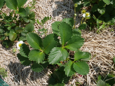 インゲン、オクラ、地ばいキュウリなどの発芽確認4・15_c0014967_07025170.jpg