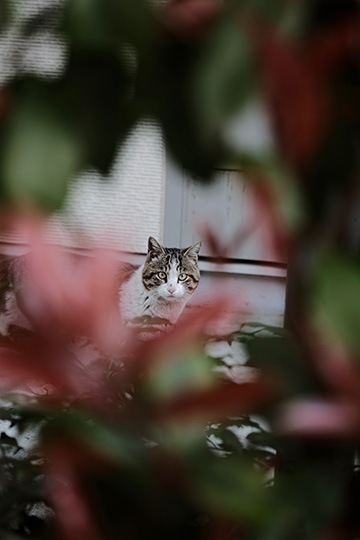 風にさよならをいおう 猫額洞の日々