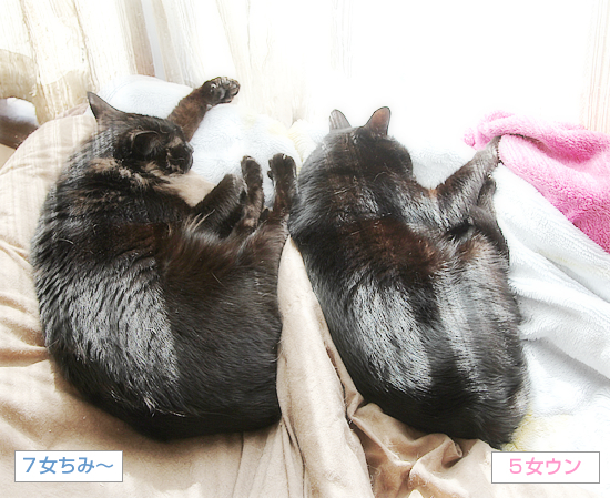 家族だもんね_a0389088_06275634.jpg