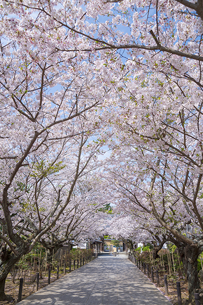 2020年の建長寺の桜_b0145398_18375766.jpg