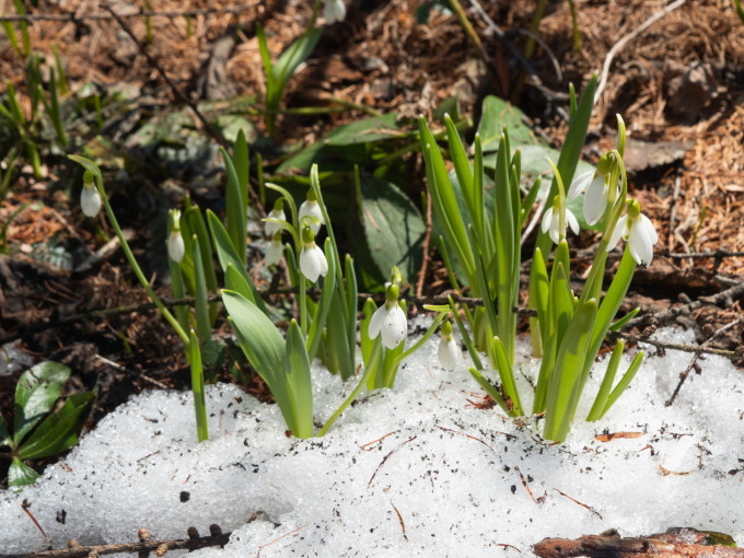 春を告げる花・スノードロップが雪の中から開花しました。_f0276498_16004019.jpg