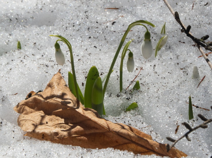 春を告げる花・スノードロップが雪の中から開花しました。_f0276498_16013171.jpg